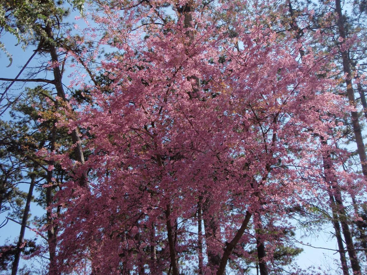 Homstay An Nhien Da Lat Dış mekan fotoğraf